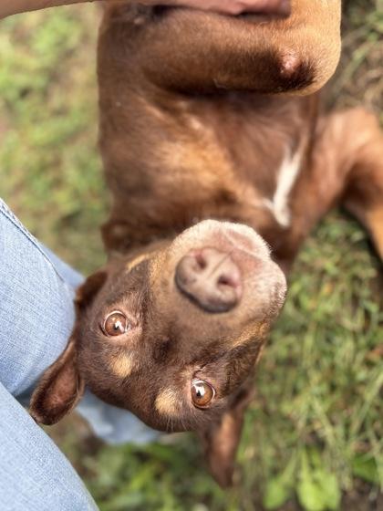 Emily, a Adoptable mixed breed in Bartlesville, OK image 2/3