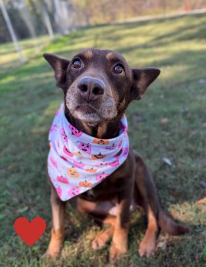 Emily, a Adoptable mixed breed in Bartlesville, OK image 3/3