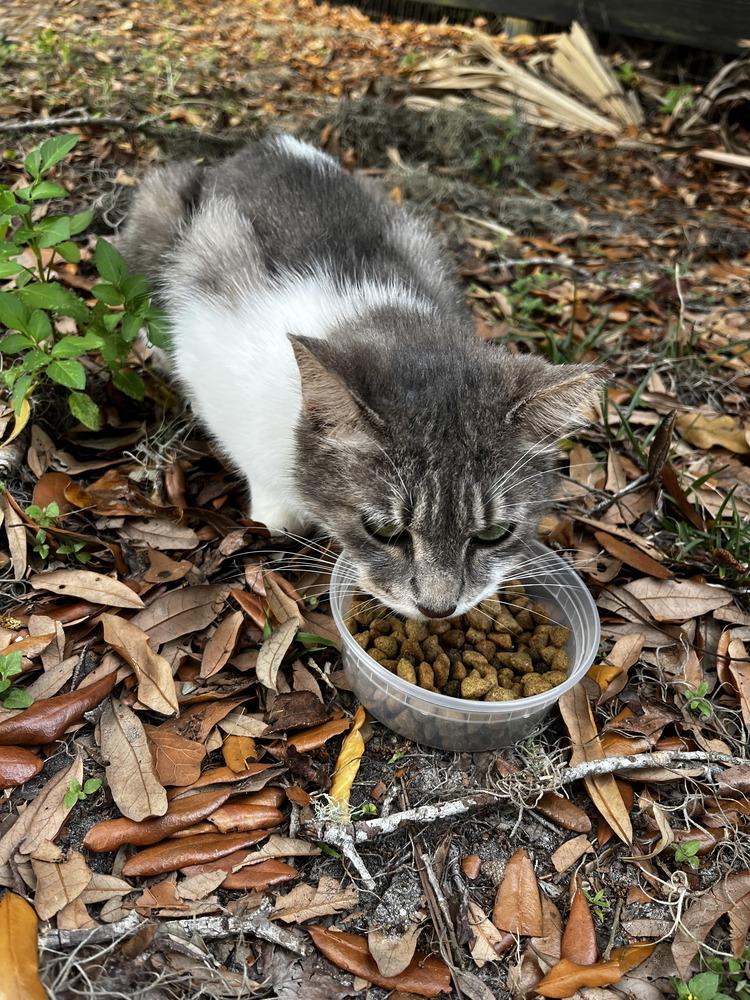 Avalon — thumbnail 2