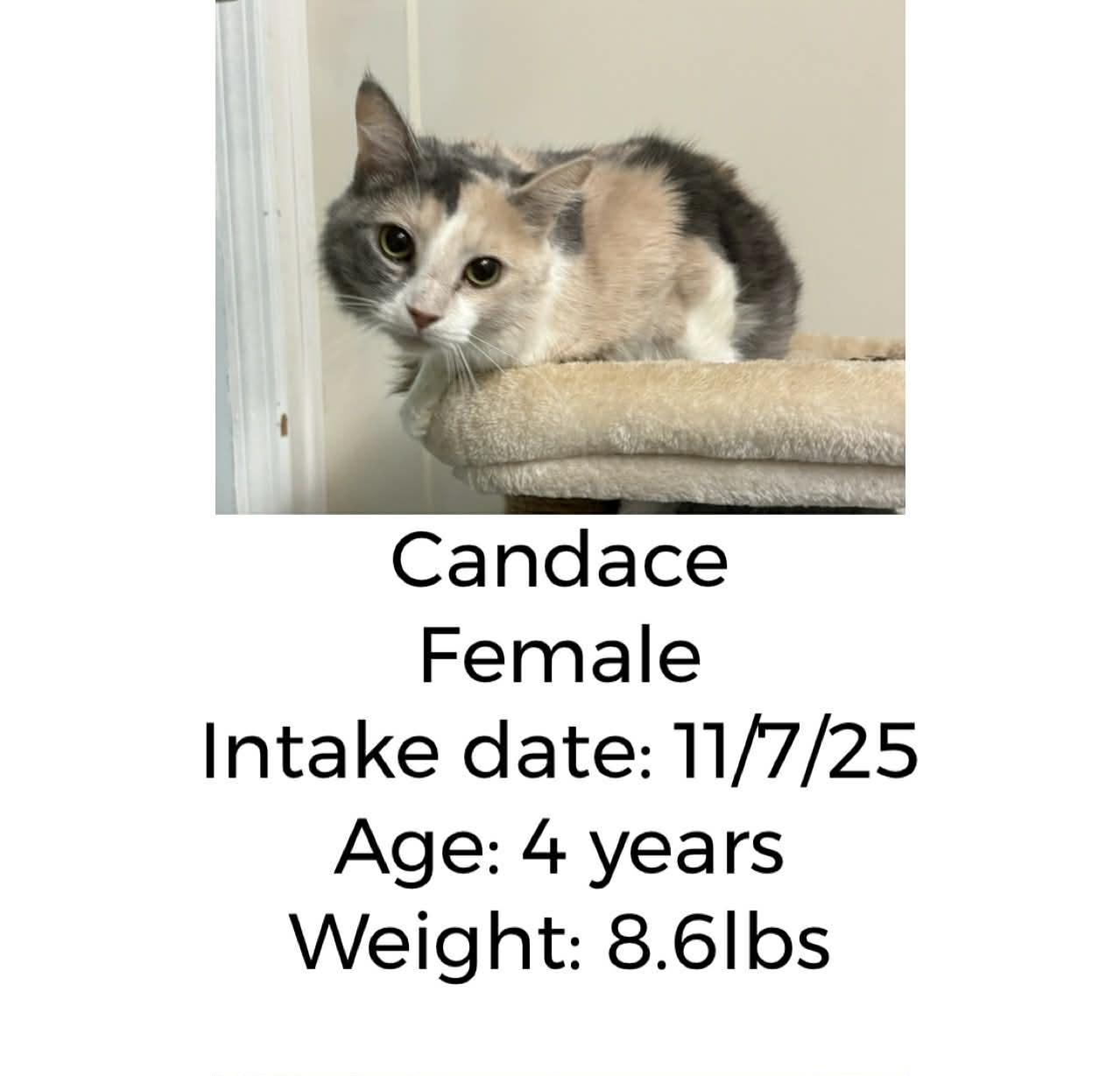 Candace, Adoptable, Adult Female Dilute Calico.