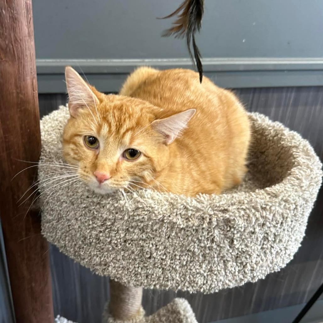 Enlarge Peach, a Adoptable Domestic Short Hair in LYLE, MN image 2/2