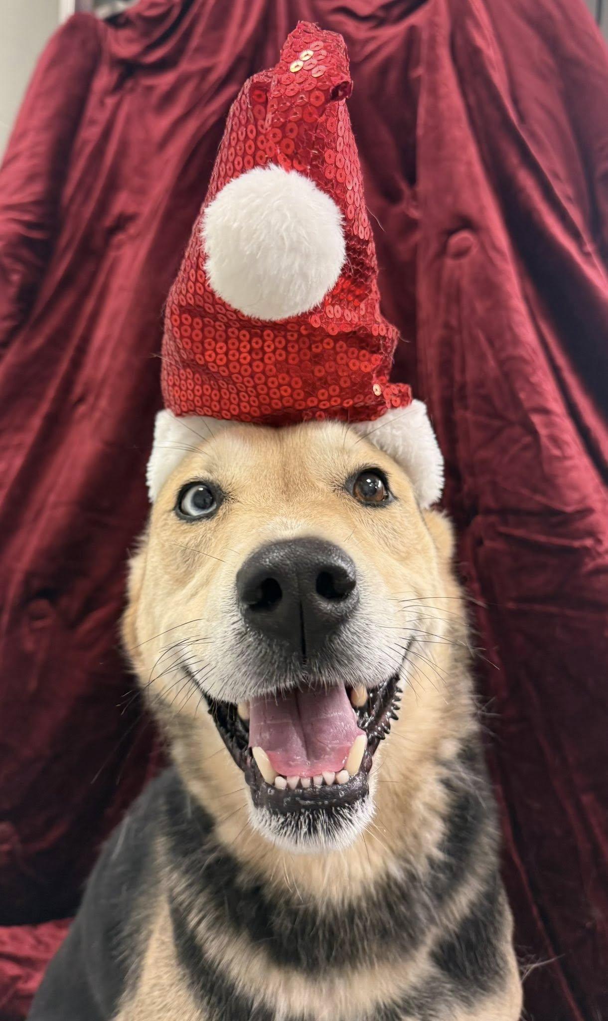 Bob (20251221-01) — thumbnail 6