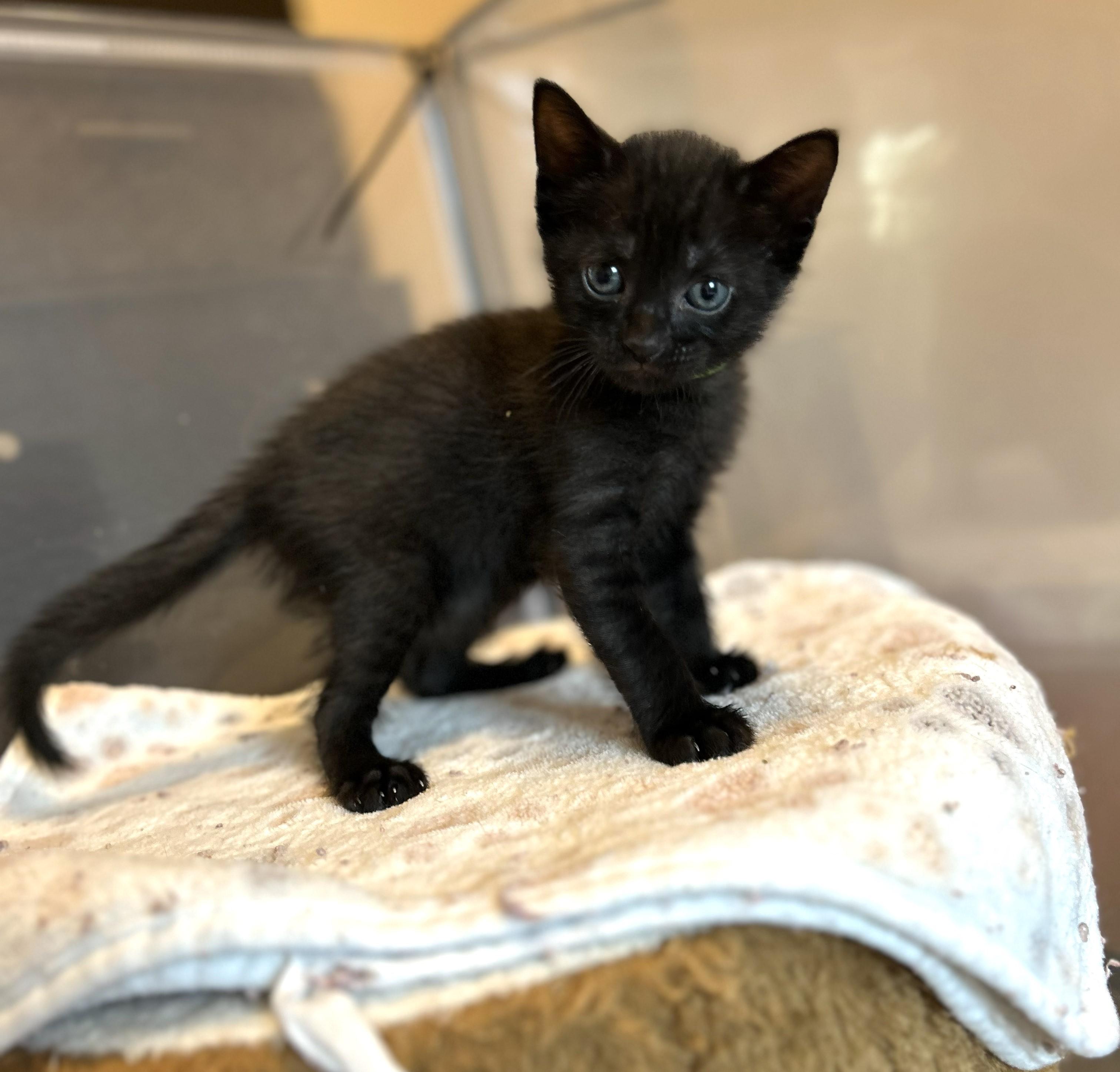 Edgar, a Adoptable Domestic Short Hair in Rossville, TN image 2/4