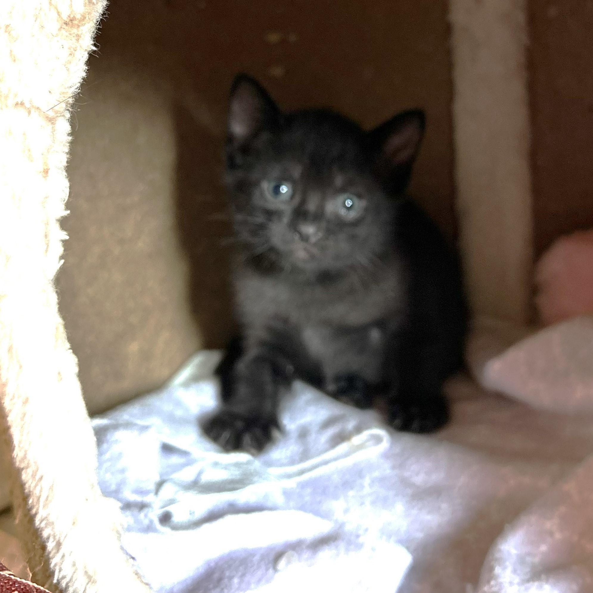 Edgar, a Adoptable Domestic Short Hair in Rossville, TN image 4/4