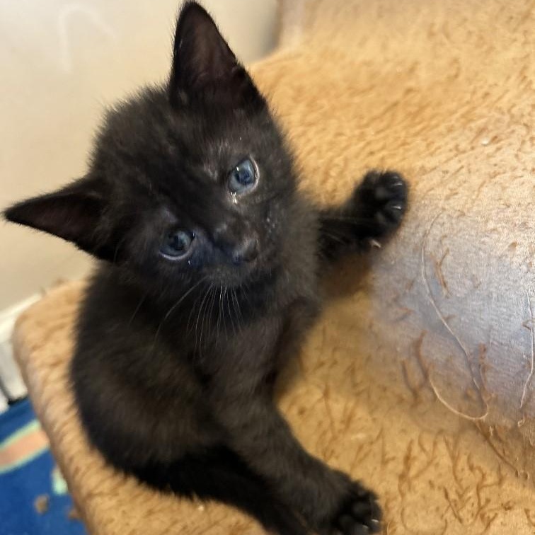 Edgar, Adoptable, Kitten Male Domestic Short Hair.
