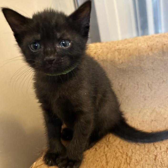 Edgar, a Adoptable Domestic Short Hair in Rossville, TN image 3/4