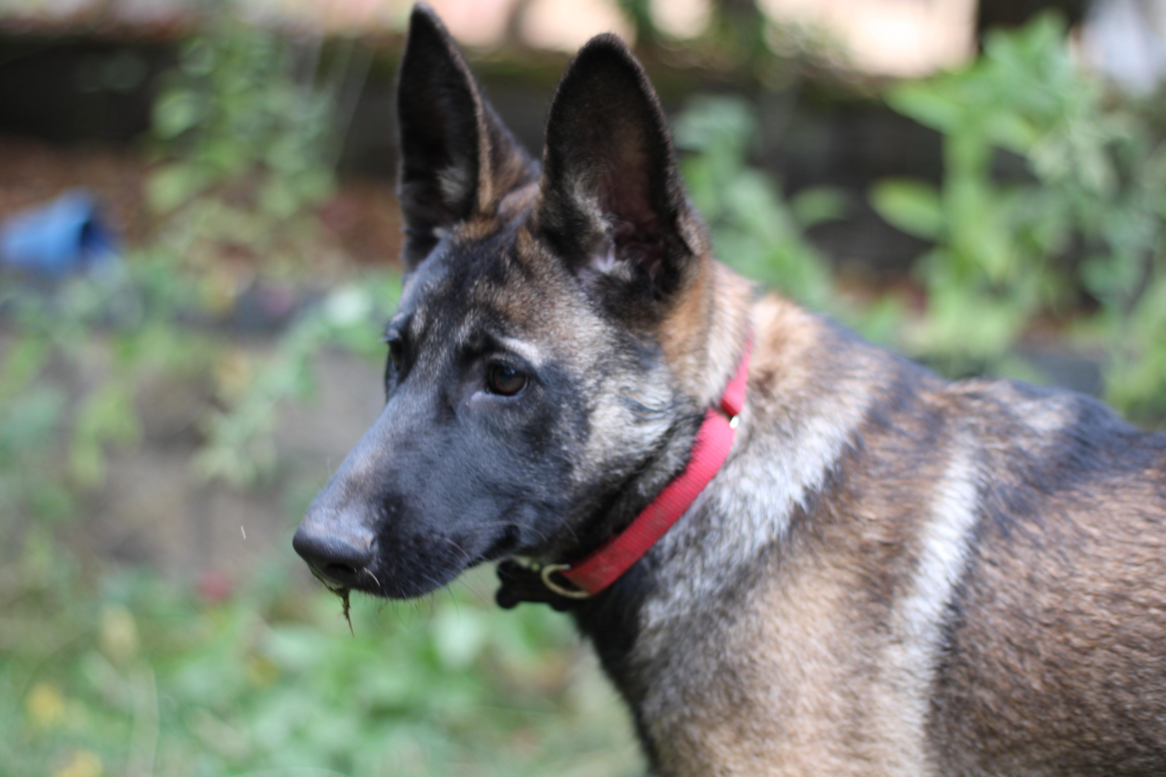 Rissa, Adoptable, Young Female Belgian Shepherd / Malinois.