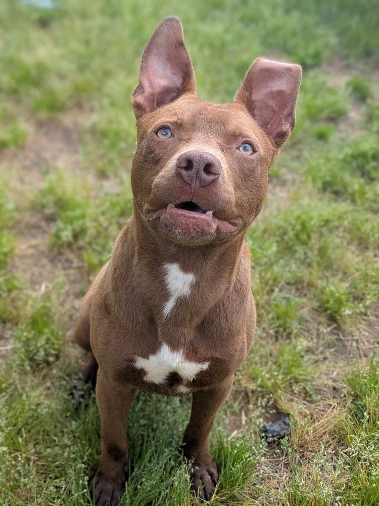 Jameson, Adoptable, Young Male Pit Bull Terrier.