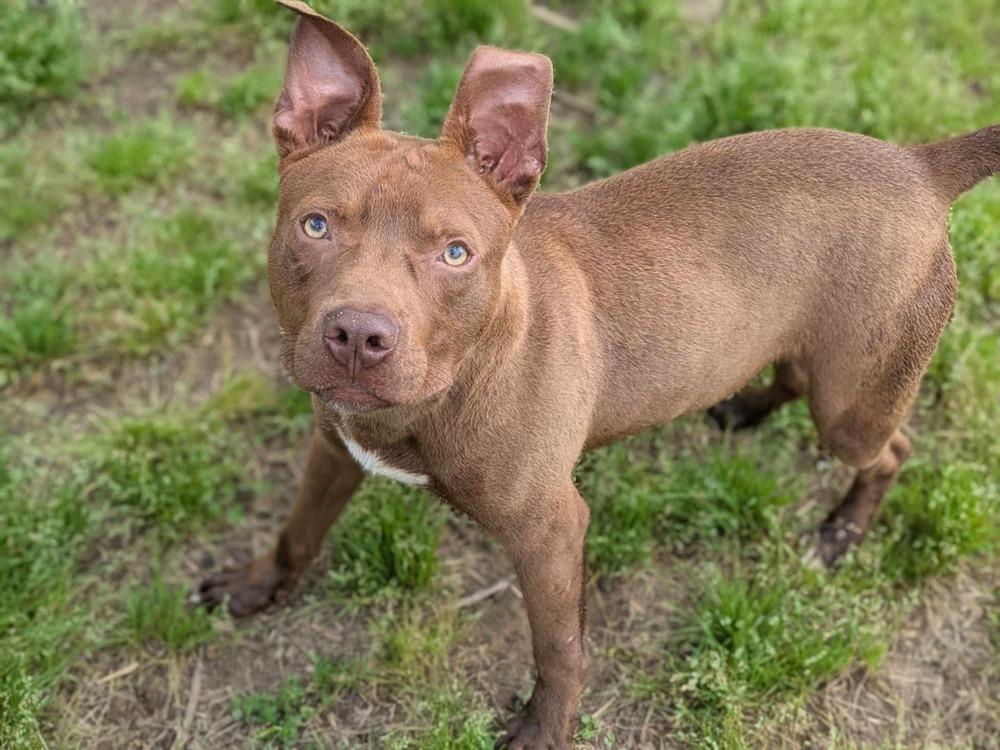 Jameson, Adoptable, Young Male Pit Bull Terrier.