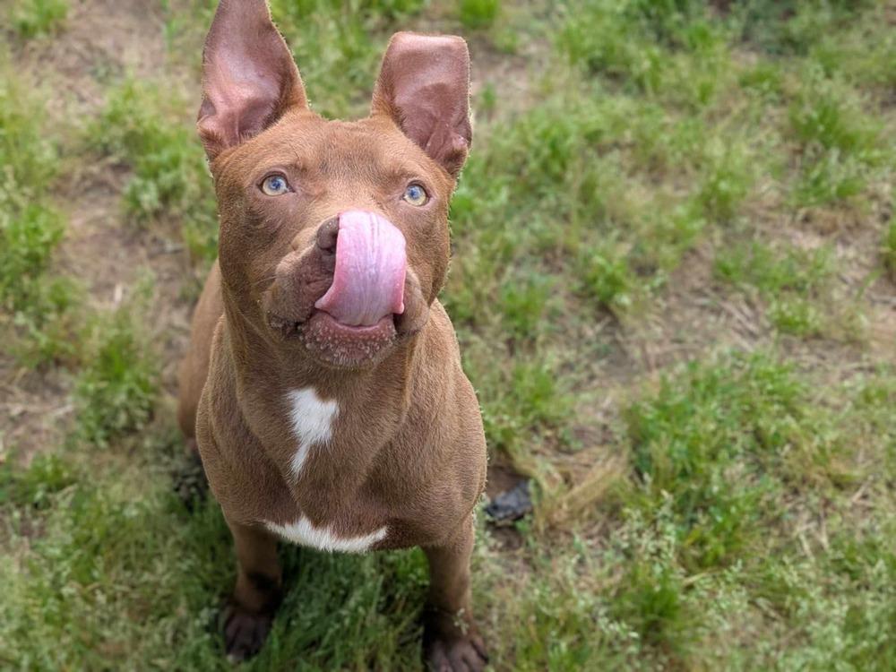 Jameson, a Adoptable mixed breed in Dover, AR image 3/5