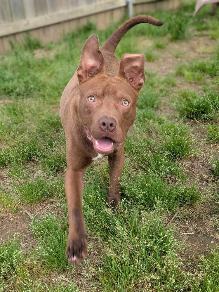 Jameson, a Adoptable mixed breed in Dover, AR image 4/5