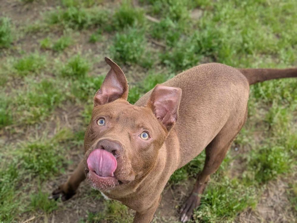 Jameson, a Adoptable mixed breed in Dover, AR image 5/5