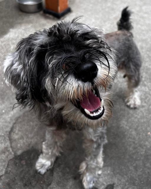 Enlarge SAM, a Adoptable Schnauzer in Alameda, CA image 1/1