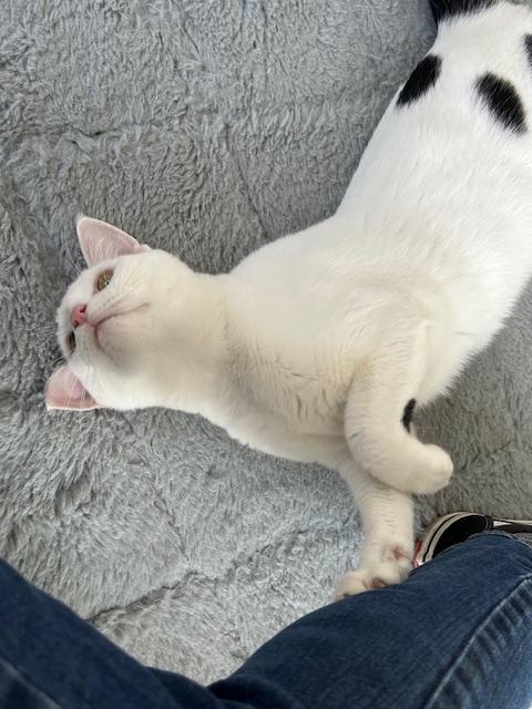 Enlarge John, an adopted Domestic Short Hair in St Leonard, MD image 3/3