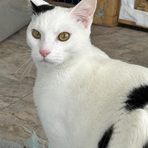 Enlarge John, an adopted Domestic Short Hair in St Leonard, MD image 2/3