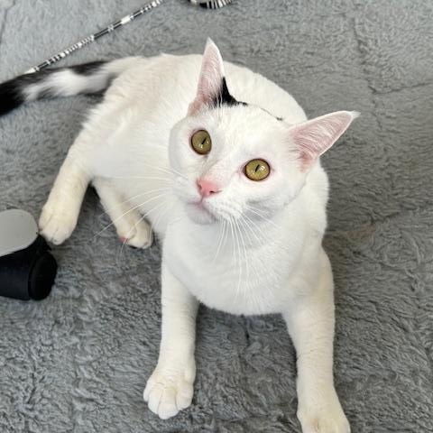 Enlarge John, an adopted Domestic Short Hair in St Leonard, MD image 1/3