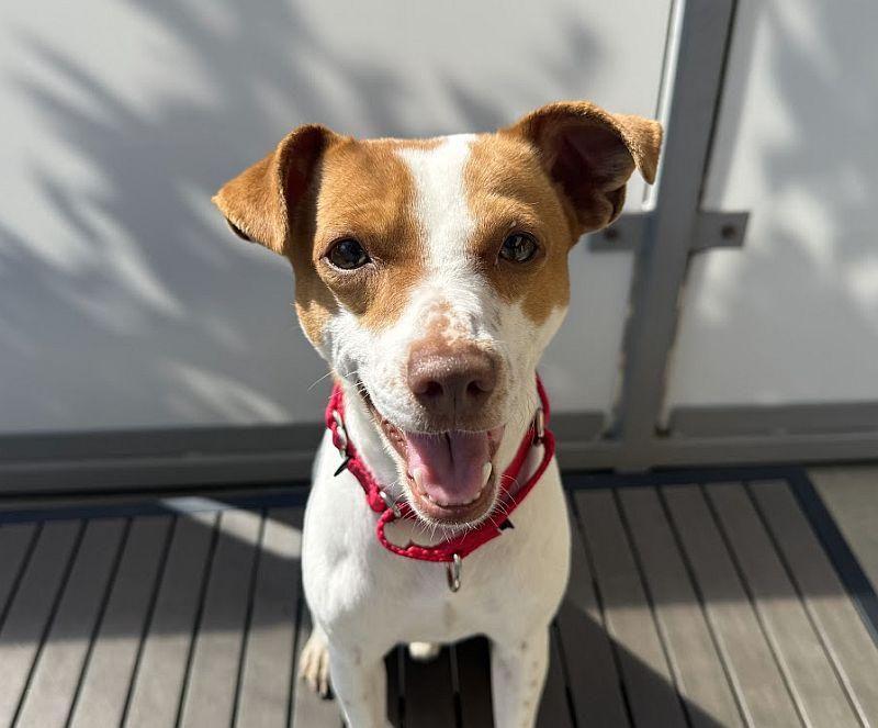Phineas, Adopted, Young Male Parson Russell Terrier.