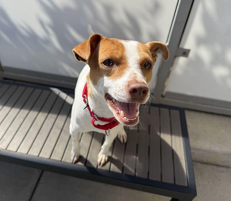 Enlarge Phineas, a Adopted mixed breed in Berkeley, CA image 6/6