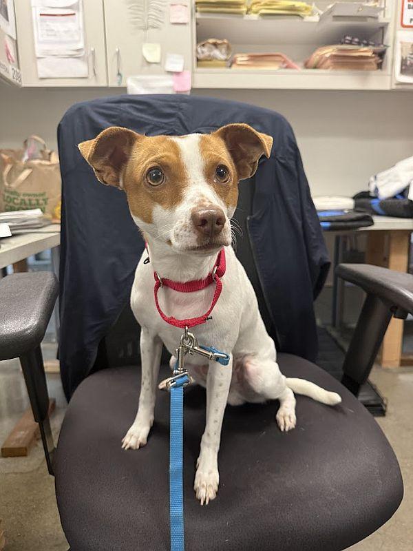Enlarge Phineas, a Adopted mixed breed in Berkeley, CA image 4/6
