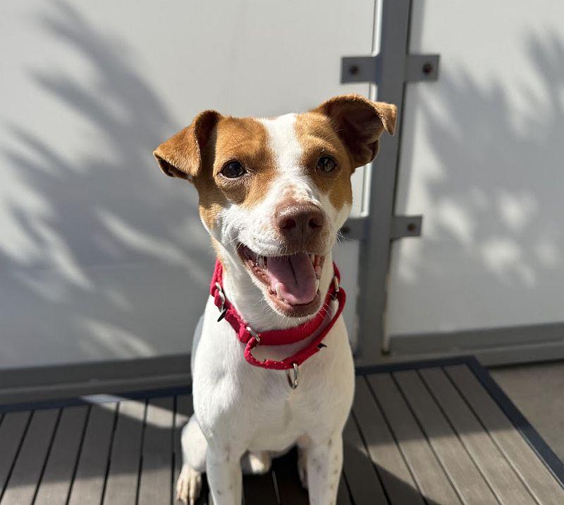 Enlarge Phineas, a Adopted mixed breed in Berkeley, CA image 3/6
