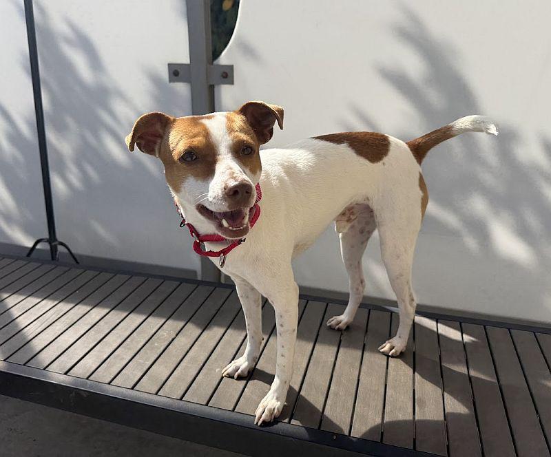 Enlarge Phineas, a Adopted mixed breed in Berkeley, CA image 2/6