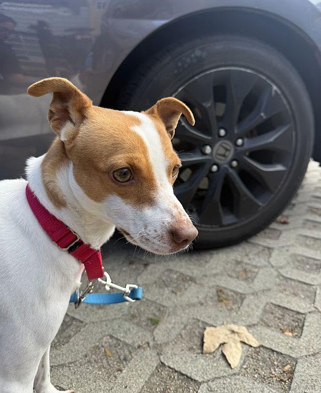 Enlarge Phineas, a Adopted mixed breed in Berkeley, CA image 5/6