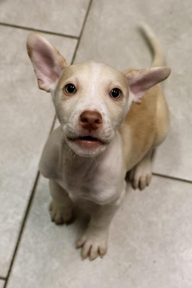 Enlarge Clay, an adopted mixed breed in TUCSON, AZ image 4/4