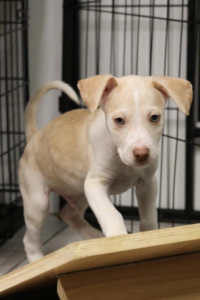 Enlarge Clay, an adopted mixed breed in TUCSON, AZ image 2/4