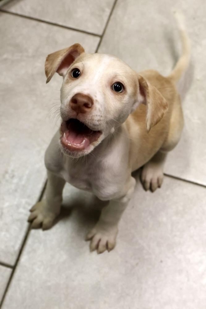 Enlarge Clay, an adopted mixed breed in TUCSON, AZ image 3/4