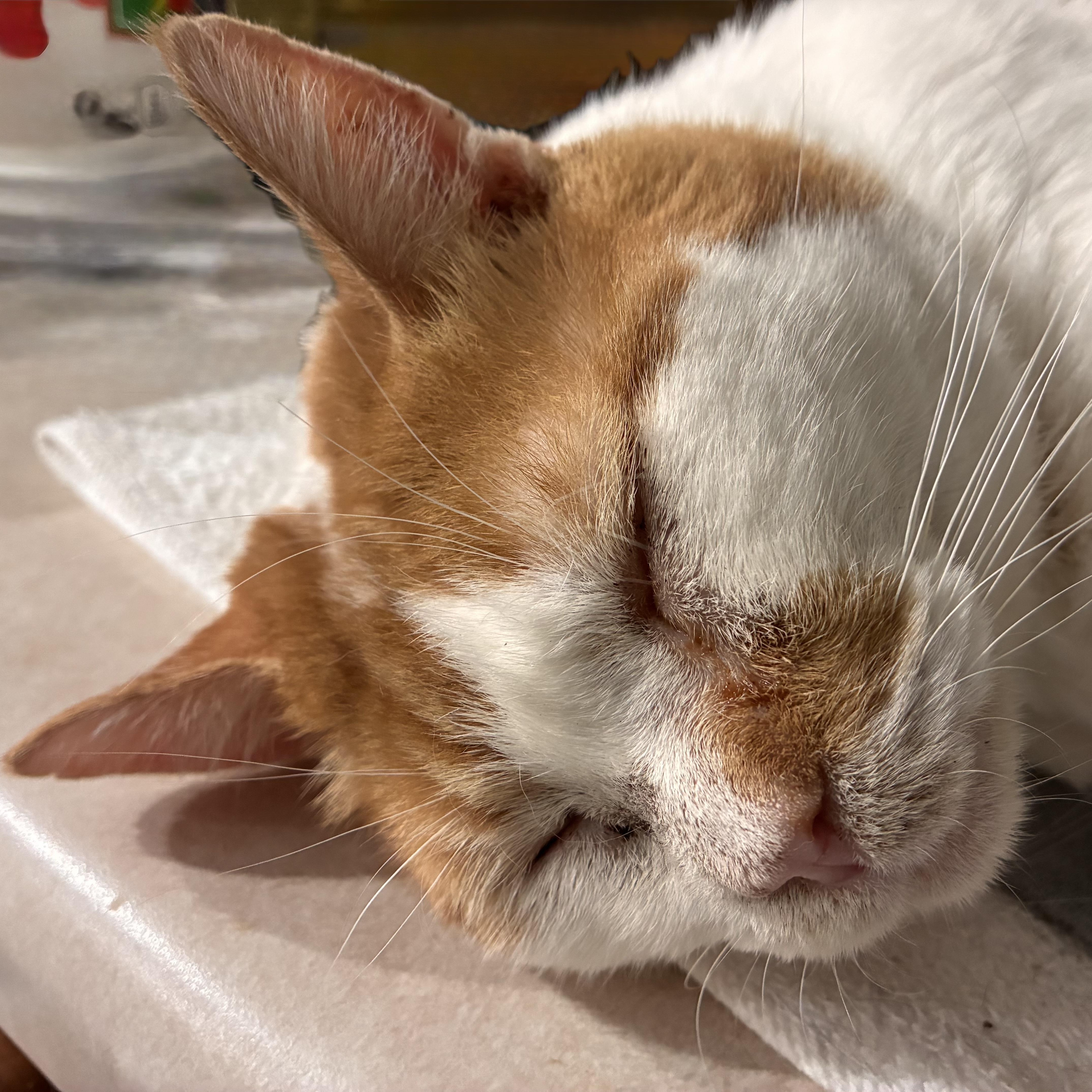 Enlarge Reggie, a Adoptable Domestic Short Hair in Easley, SC image 2/3