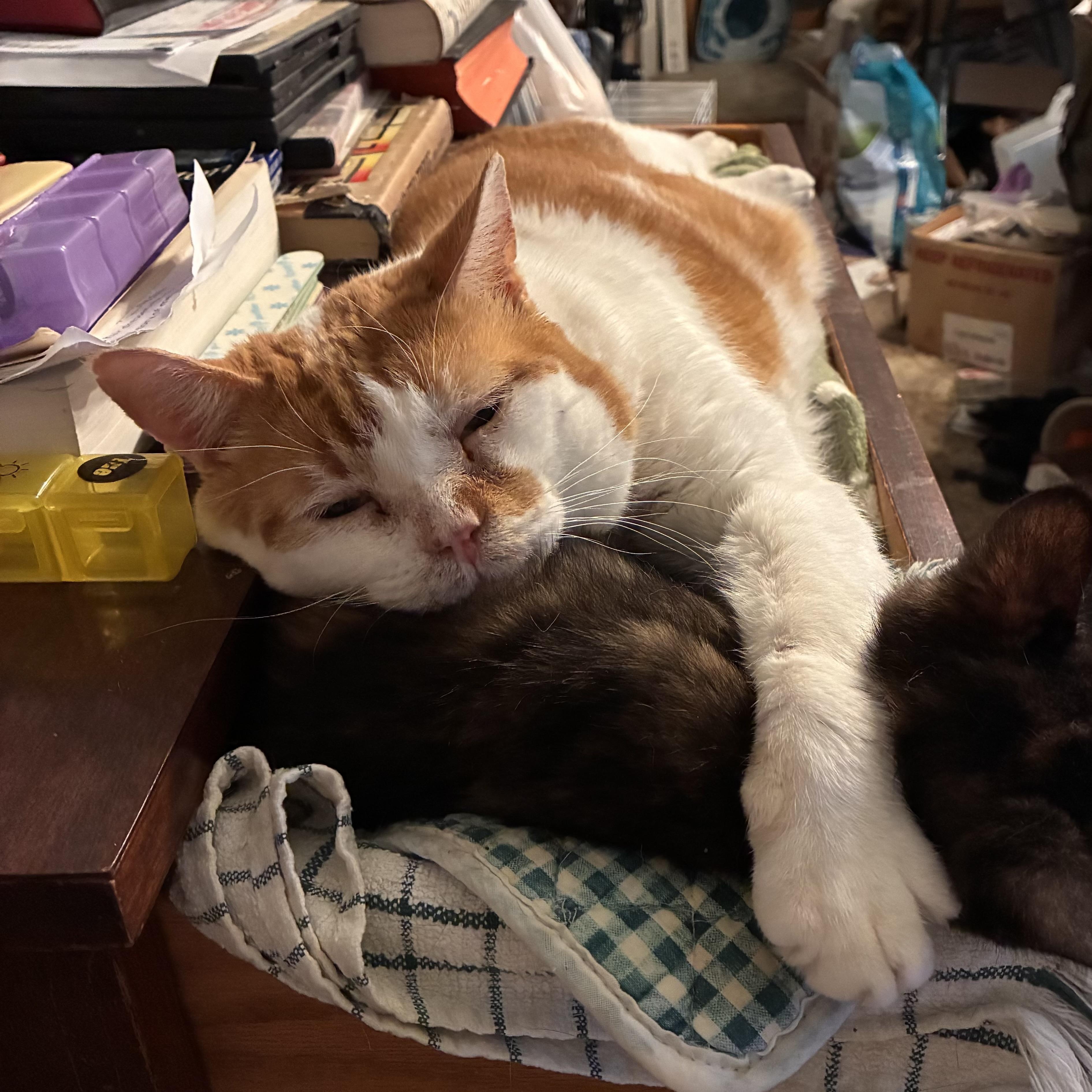 Reggie, Adoptable, Adult Male Domestic Short Hair.