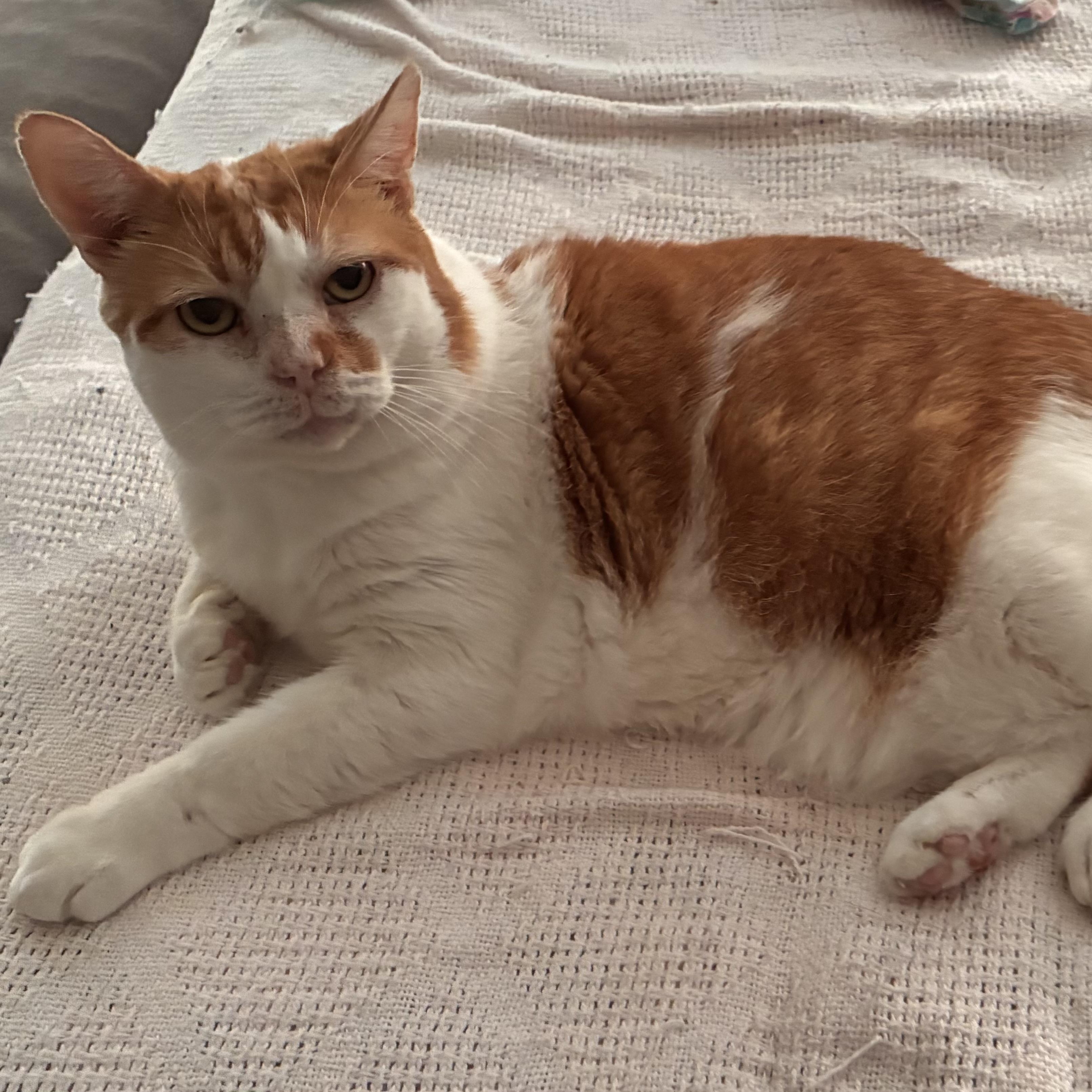Enlarge Reggie, a Adoptable Domestic Short Hair in Easley, SC image 3/3