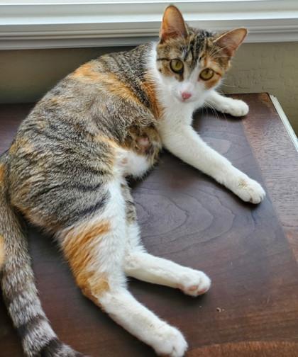 Enlarge Cleo *SPONSORED*, a Adoptable Domestic Short Hair in Scottsdale, AZ image 1/3