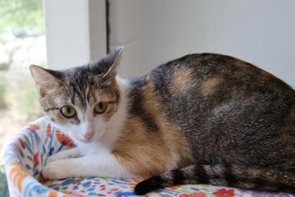 Enlarge Cleo *SPONSORED*, a Adoptable Domestic Short Hair in Scottsdale, AZ image 3/3