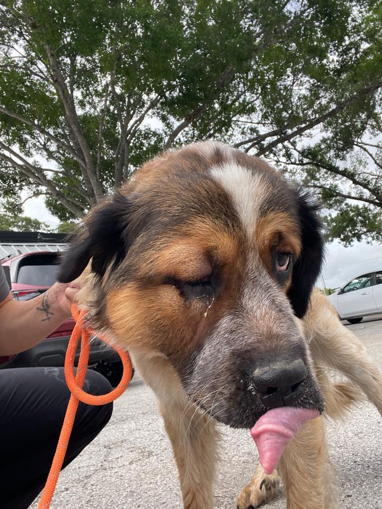 Enlarge Bernardo “Bernie”, a Adoptable Saint Bernard in New Braunfels, TX image 1/1