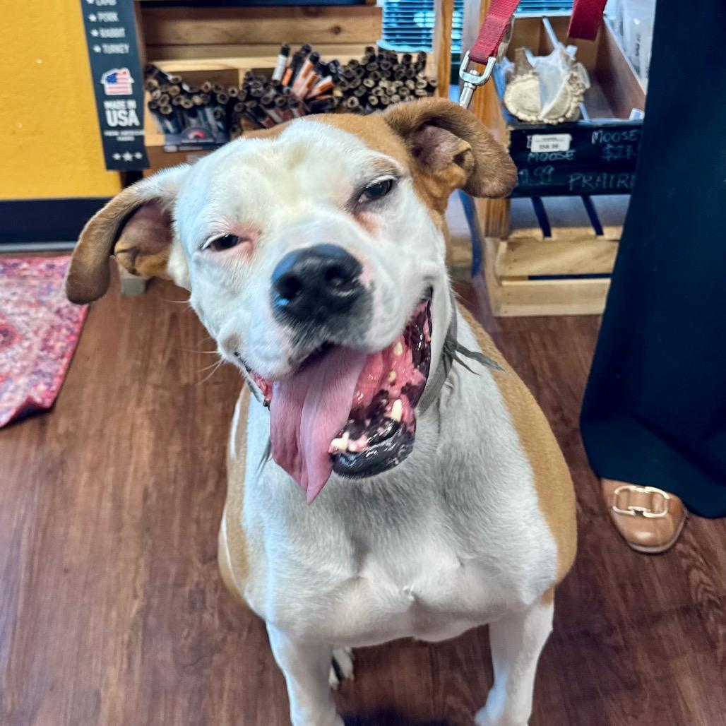 Gaucho, a Adoptable mixed breed in Little Rock, AR image 1/6