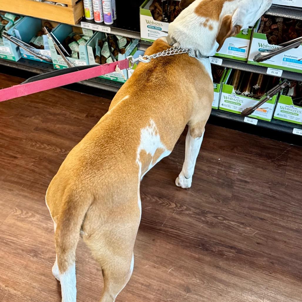 Gaucho, a Adoptable mixed breed in Little Rock, AR image 2/6