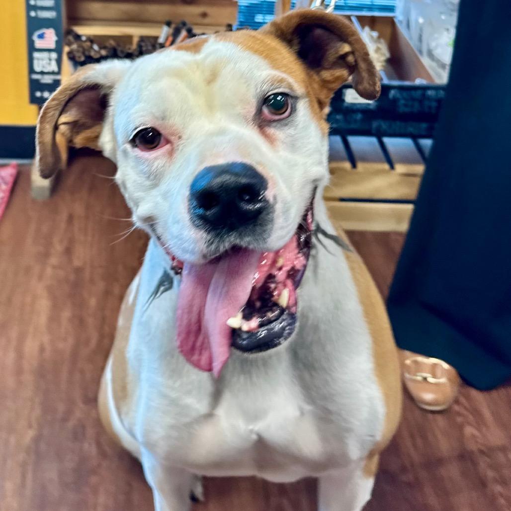 Gaucho, a Adoptable mixed breed in Little Rock, AR image 3/6