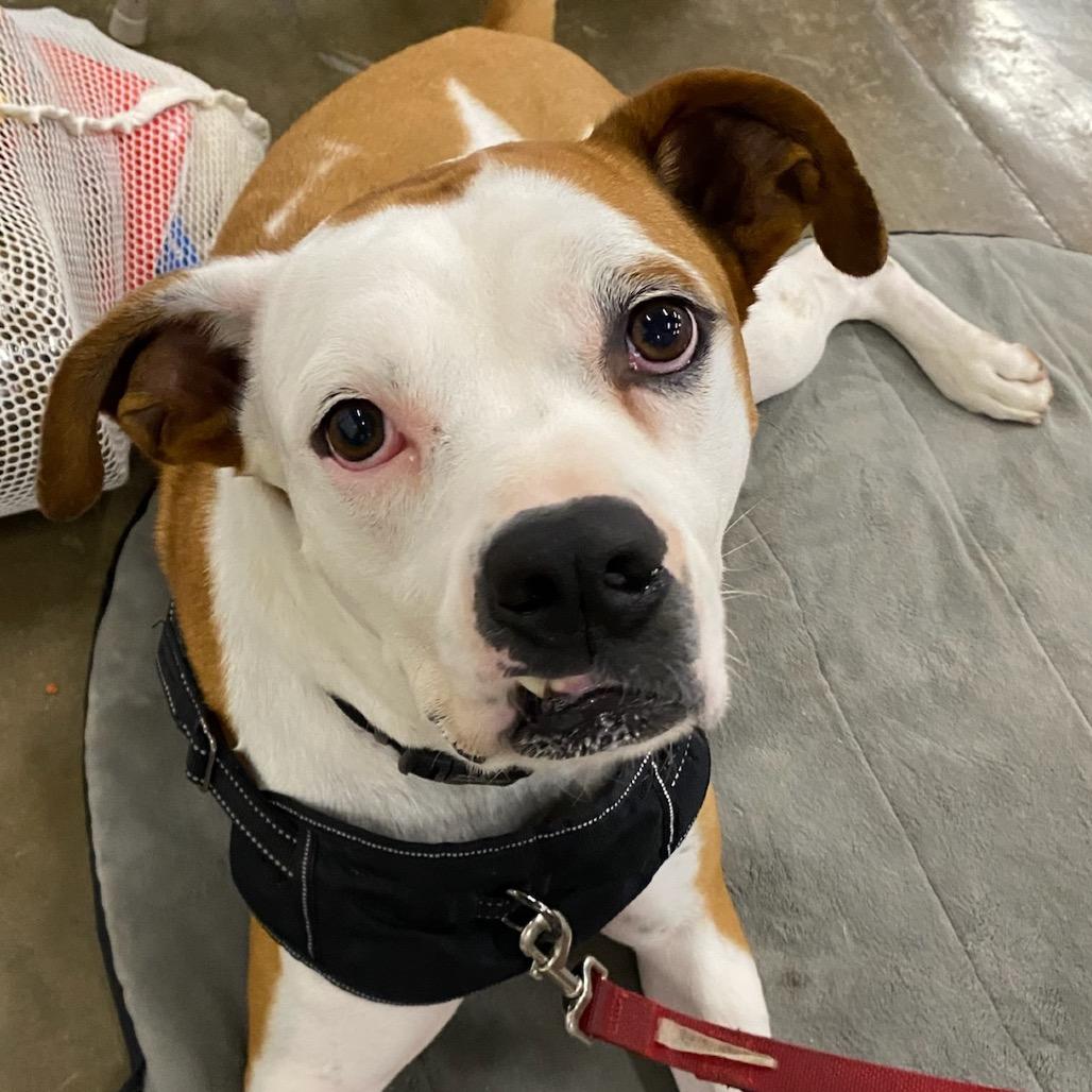 Enlarge Gaucho, a Adoptable mixed breed in Little Rock, AR image 4/6