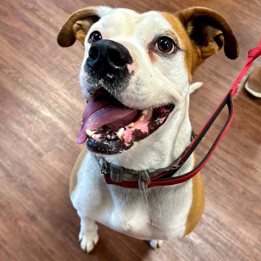 Enlarge Gaucho, a Adoptable mixed breed in Little Rock, AR image 4/6