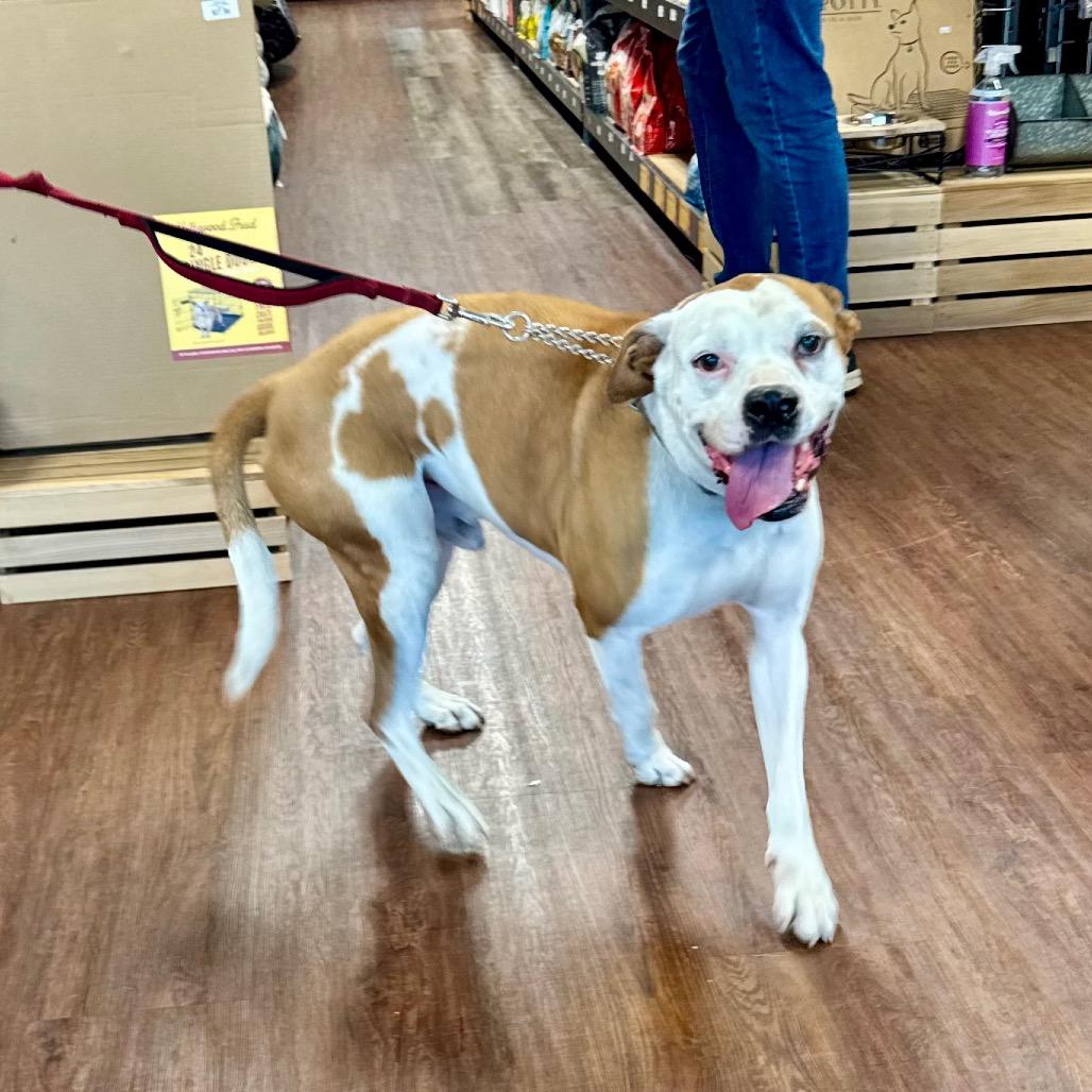 Gaucho, a Adoptable mixed breed in Little Rock, AR image 4/6