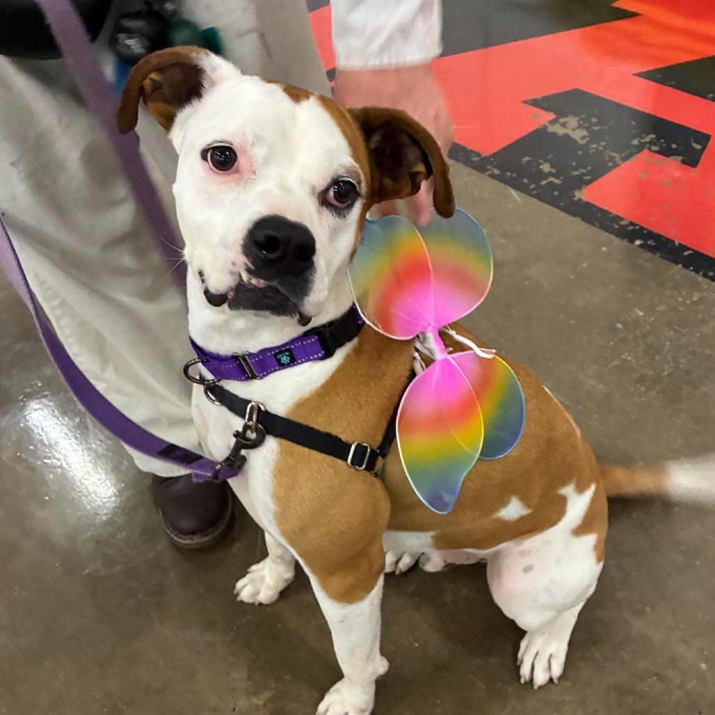 Enlarge Gaucho, a Adoptable mixed breed in Little Rock, AR image 4/6