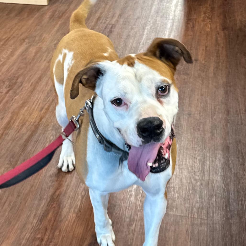 Gaucho, a Adoptable mixed breed in Little Rock, AR image 5/6