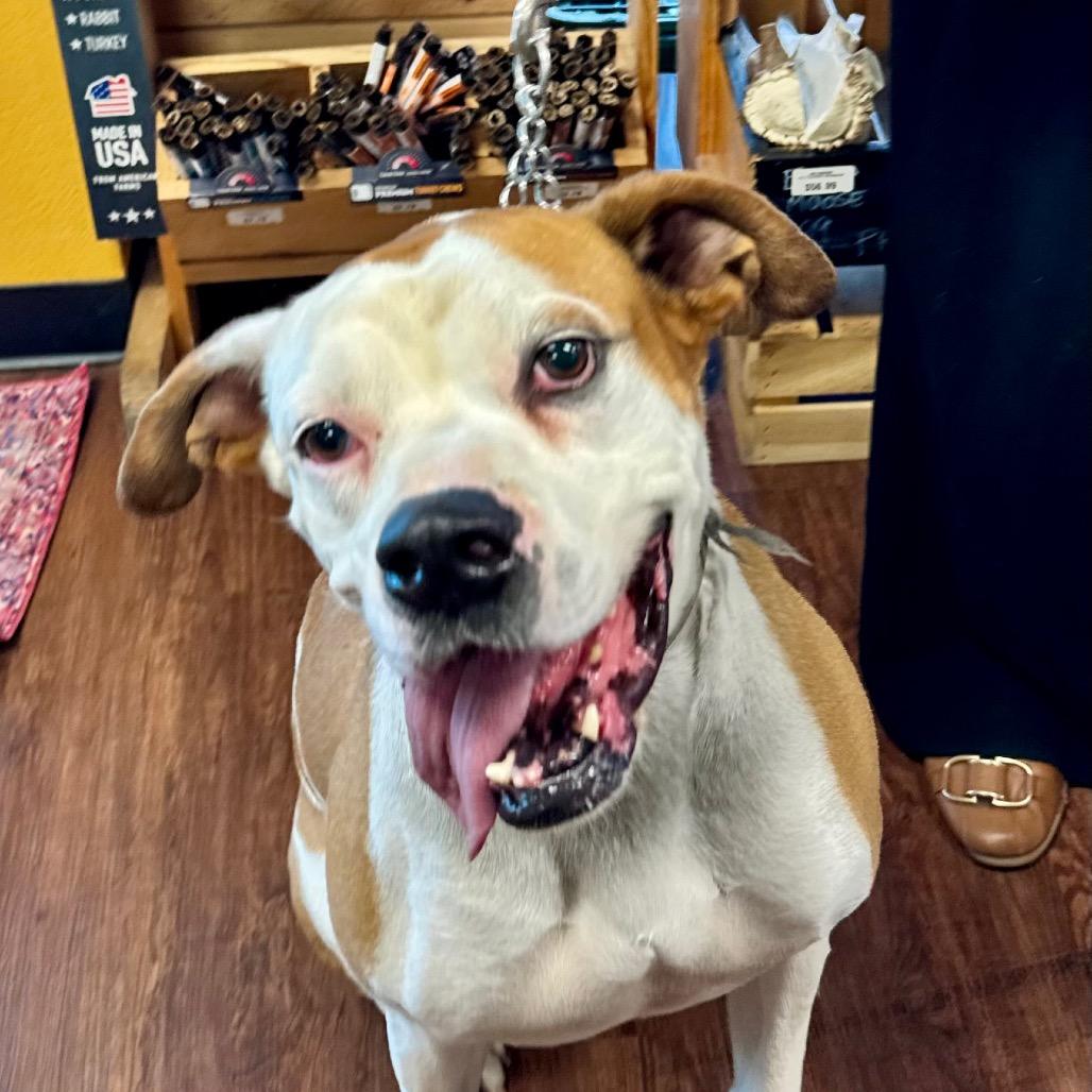 Gaucho, a Adoptable mixed breed in Little Rock, AR image 6/6