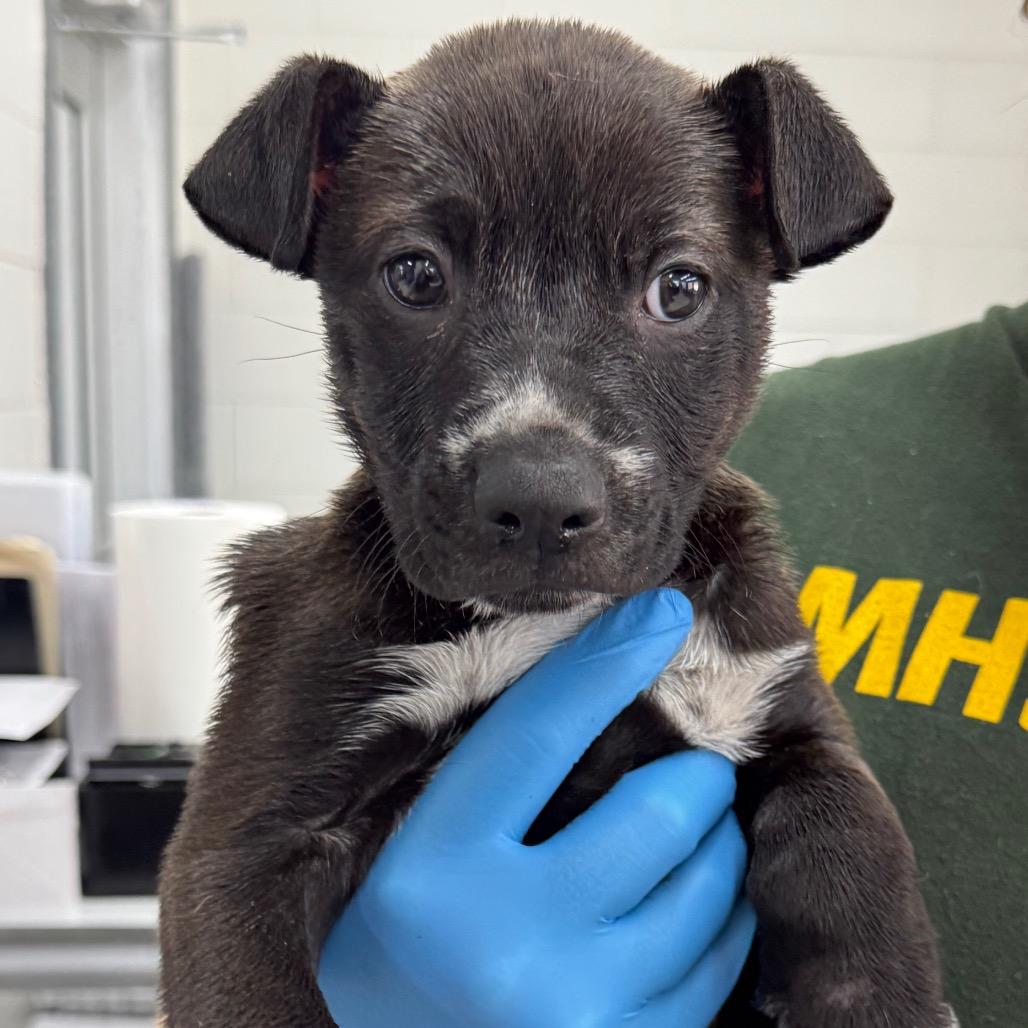 Savvy, Adoptable, Puppy Female Terrier.