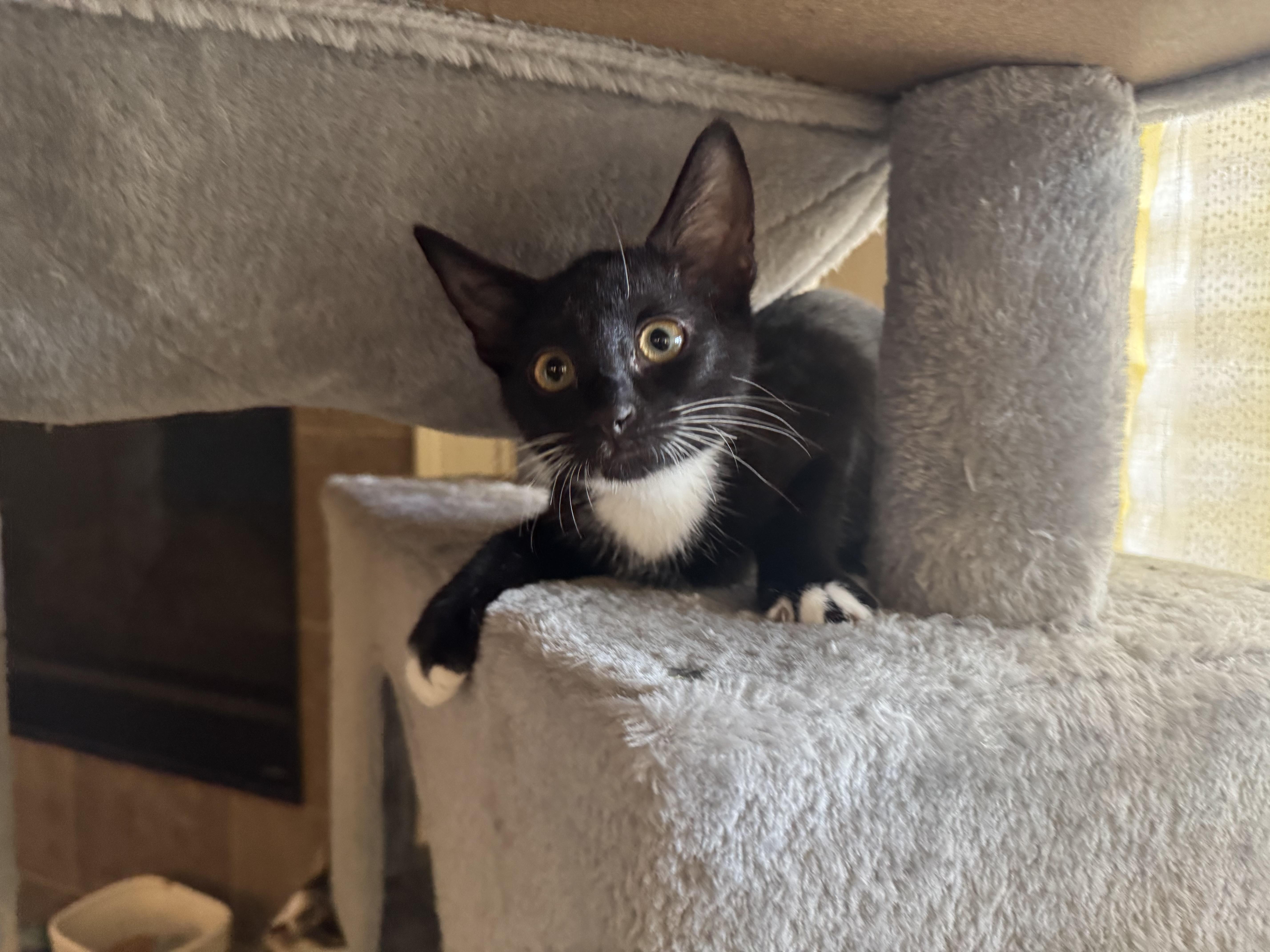 Asha - Riley Fuzzel Petsmart FH KL