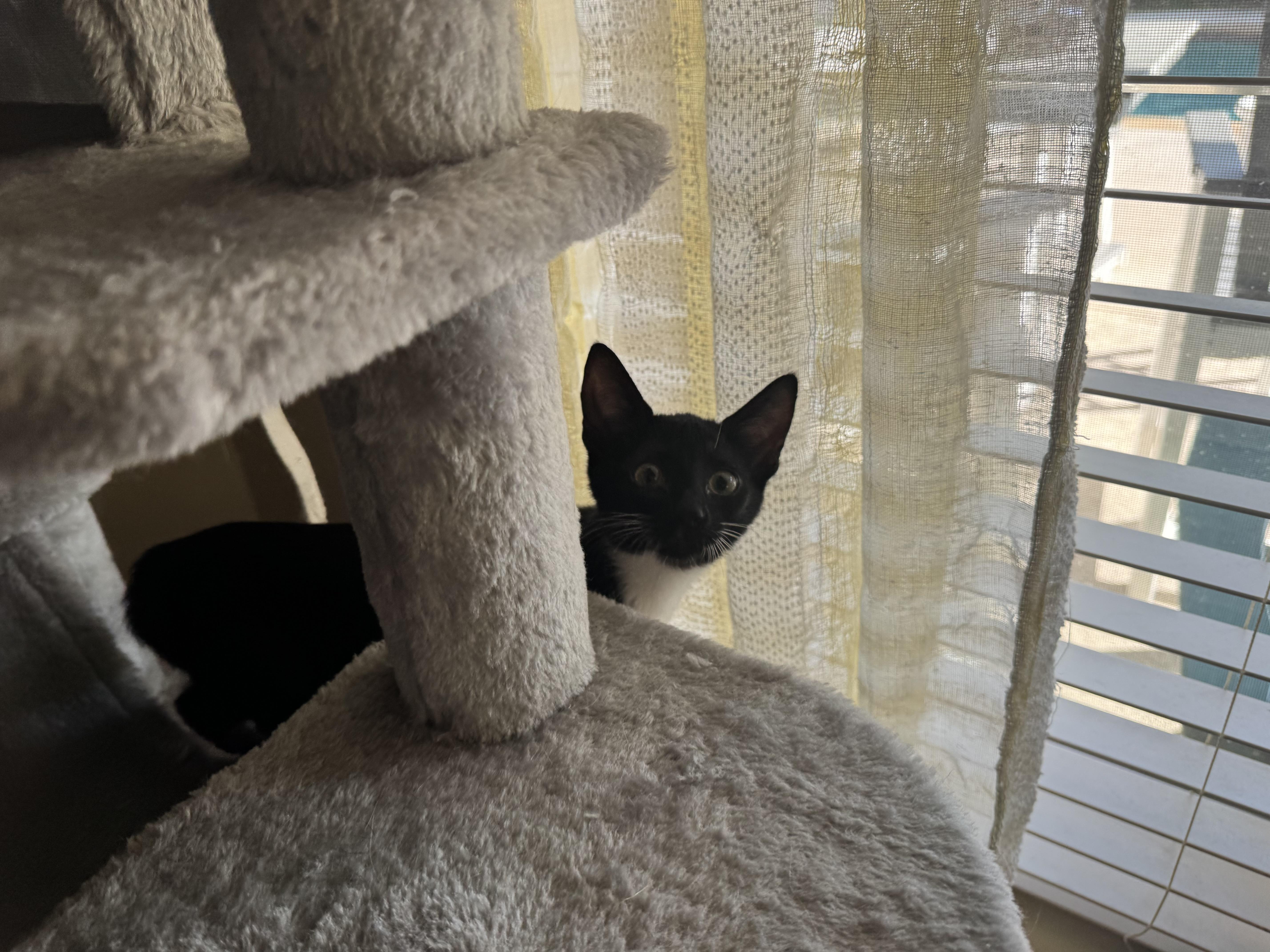 Asha - Riley Fuzzel Petsmart FH KL
