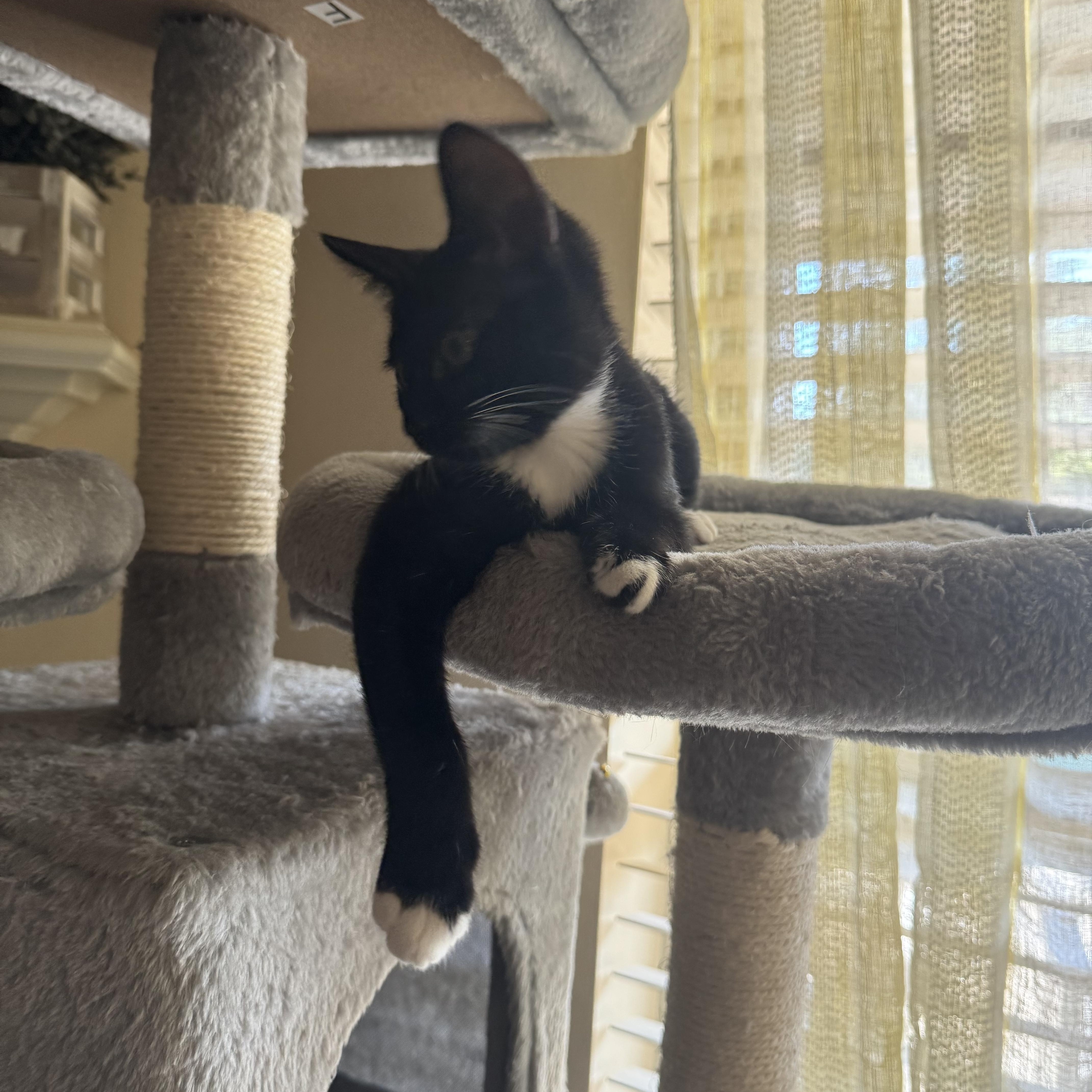 Asha - Riley Fuzzel Petsmart FH KL