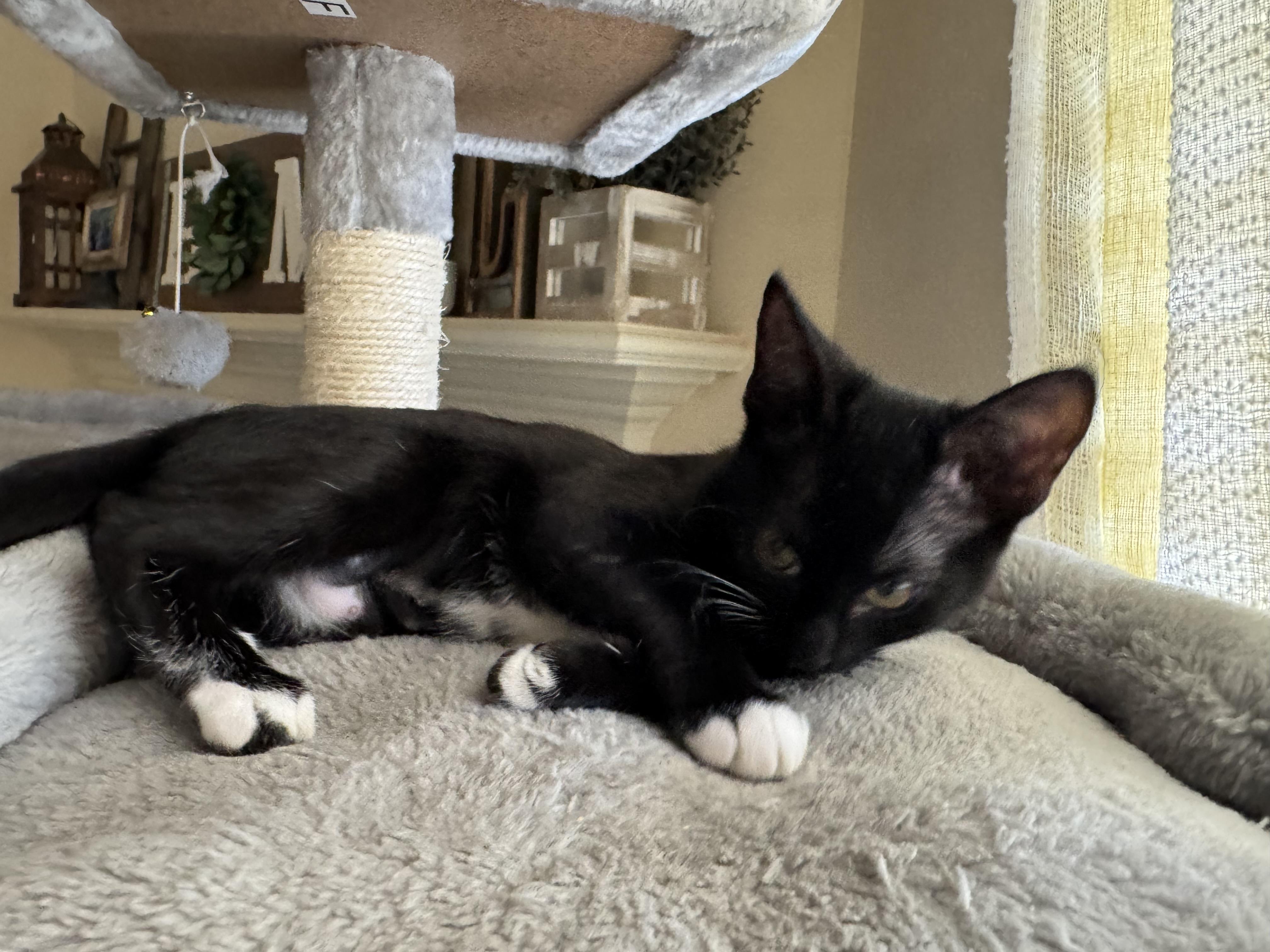 Asha - Riley Fuzzel Petsmart FH KL
