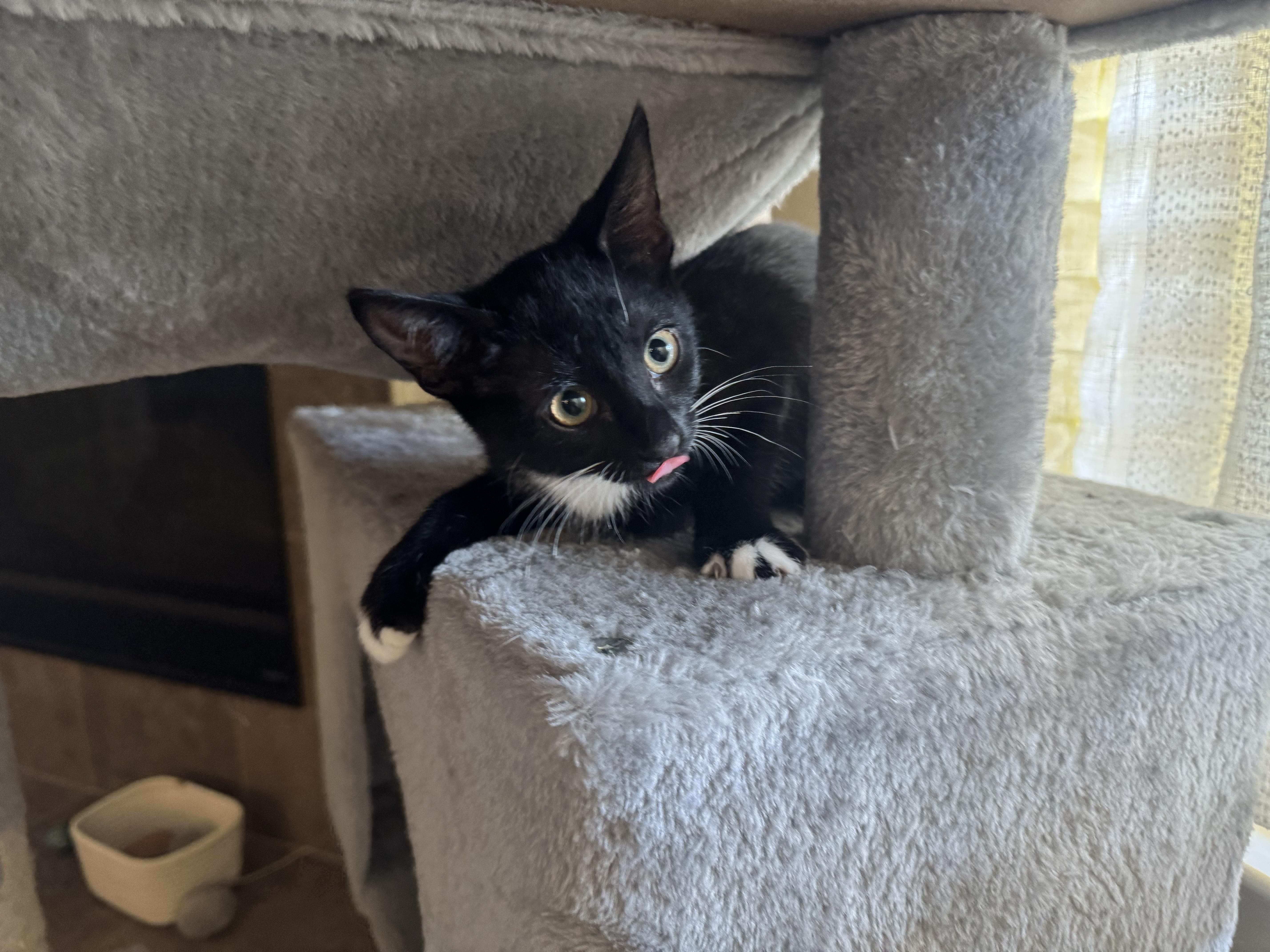 Asha - Riley Fuzzel Petsmart FH KL